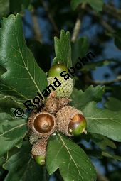 Persische Eiche, Quercus macranthera Kauf von 06518quercus_macrantheraimg_9835.jpg
