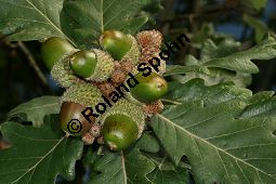 Persische Eiche, Quercus macranthera Kauf von 06518quercus_macrantheraimg_9836.jpg