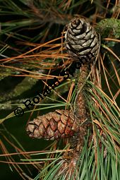 Amerikanische Rot-Kiefer, Pinus resinosa Kauf von 06526pinus_resinosaimg_0173.jpg