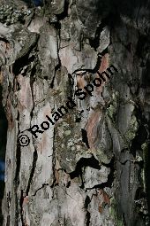 Amerikanische Rot-Kiefer, Pinus resinosa Kauf von 06526pinus_resinosaimg_0175.jpg