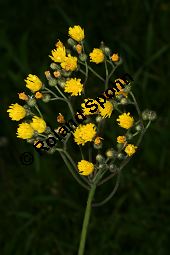 Hieracium piloselloides-Gruppe Kauf von 06528_hieracium_piloselloides_gruppe_img_2862.jpg