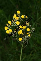 Hieracium piloselloides-Gruppe Kauf von 06528_hieracium_piloselloides_gruppe_img_2863.jpg