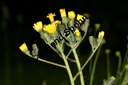 Hieracium piloselloides-Gruppe Kauf von 06528_hieracium_piloselloides_gruppe_img_2864.jpg