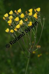 Hieracium piloselloides-Gruppe Kauf von 06528_hieracium_piloselloides_gruppe_img_2865.jpg