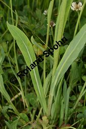 Hieracium piloselloides-Gruppe Kauf von 06528_hieracium_piloselloides_gruppe_img_2866.jpg