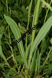 Hieracium piloselloides-Gruppe Kauf von 06528_hieracium_piloselloides_gruppe_img_2867.jpg