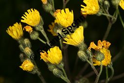 Hieracium piloselloides-Gruppe Kauf von 06528_hieracium_piloselloides_gruppe_img_2868.jpg