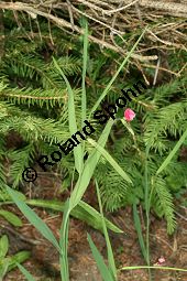 Gras-Platterbse, Lathyrus nissolia Kauf von 06530_lathyrus_nissolia_img_2918.jpg