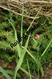 Gras-Platterbse, Lathyrus nissolia Kauf von 06530_lathyrus_nissolia_img_2919.jpg