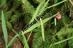 Gras-Platterbse, Lathyrus nissolia Kauf von 06530_lathyrus_nissolia_img_2920.jpg