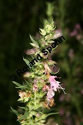 Begrannter Ysop, Hyssopus officinalis ssp. aristatus Kauf von 06534_hyssopus_officinalis_aristatus_img_0091.jpg
