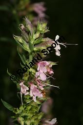 Begrannter Ysop, Hyssopus officinalis ssp. aristatus Kauf von 06534_hyssopus_officinalis_aristatus_img_0092.jpg