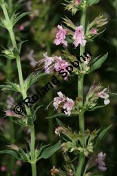 Begrannter Ysop, Hyssopus officinalis ssp. aristatus Kauf von 06534_hyssopus_officinalis_aristatus_img_0093.jpg