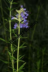 Begrannter Ysop, Hyssopus officinalis ssp. aristatus Kauf von 06534_hyssopus_officinalis_aristatus_img_3952.jpg
