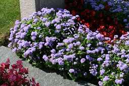  Kauf von 06536_ageratum_houstonianum_sorteimg_4190.jpg