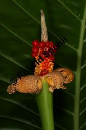 Riesenblttriges Pfeilkraut, Alocasia macrorrhizos Kauf von 06538_alocasia_macrorrhizos_img_4104.jpg