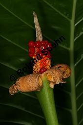 Riesenblättriges Pfeilkraut, Alocasia macrorrhizos Kauf von 06538_alocasia_macrorrhizos_img_4105.jpg