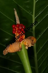 Riesenblttriges Pfeilkraut, Alocasia macrorrhizos Kauf von 06538_alocasia_macrorrhizos_img_4106.jpg