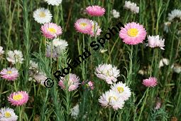 Rosa Sonnenflügel, Rosa Papierblümchen, Rhodanthe chlorocephala, Acroclinium roseum, Helipterum roseum Kauf von 06542_rhodanthe_chlorocephala_img_4076.jpg
