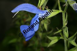 Mexikanischer Salbei, Lavendelblauer Salbei, Salvia patens Kauf von 06546_salvia_patens_img_4023.jpg