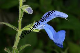 Mexikanischer Salbei, Lavendelblauer Salbei, Salvia patens Kauf von 06546_salvia_patens_img_4024.jpg