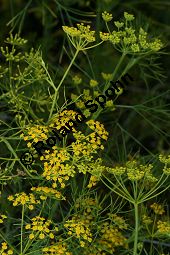 Falscher Fenchel, Ridolfia segetum Kauf von 06548_ridolfia_segetum_img_4005.jpg