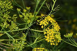 Falscher Fenchel, Ridolfia segetum Kauf von 06548_ridolfia_segetum_img_4006.jpg