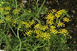 Falscher Fenchel, Ridolfia segetum Kauf von 06548_ridolfia_segetum_img_4008.jpg