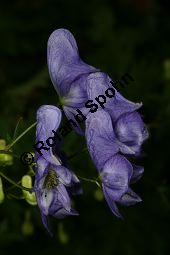 Geschnäbelter Eisenhut, Aconitum rostratum, Aconitum variegatum ssp. rostratum Kauf von 06549_aconitum_rostratum_img_4000.jpg