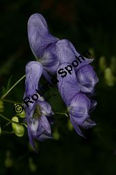 Geschnäbelter Eisenhut, Aconitum rostratum, Aconitum variegatum ssp. rostratum Kauf von 06549_aconitum_rostratum_img_4001.jpg