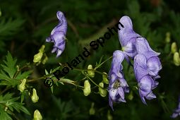 Geschnäbelter Eisenhut, Aconitum rostratum, Aconitum variegatum ssp. rostratum Kauf von 06549_aconitum_rostratum_img_4002.jpg