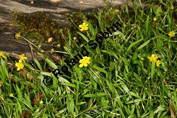 Wurzelnder Sumpf-Hahnenfu, Ufer-Hahnenfu, Ranunculus reptans Kauf von 06550_ranunculus_reptans_img_3990.jpg