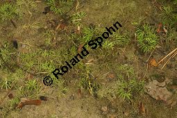 Gewöhnlicher Haarblättriger Wasserhahnenfuß, Ranunculus trichophyllus ssp. trichophyllus Kauf von 06551_ranunculus_trichophyllus_trichophyllus_img_3989.jpg
