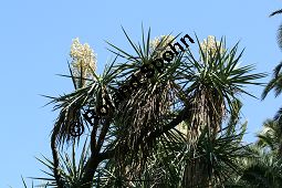 Riesen-Palmlilie, Yucca elephantipes Kauf von 06552_yucca_elephantipes_img_2030.jpg