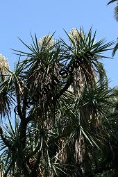 Riesen-Palmlilie, Yucca elephantipes Kauf von 06552_yucca_elephantipes_img_2031.jpg