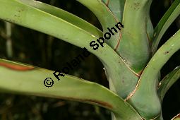 Riesen-Palmlilie, Yucca elephantipes Kauf von 06552_yucca_elephantipes_img_3372.jpg