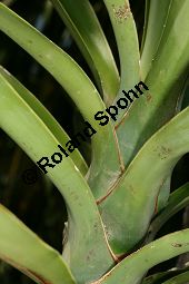 Riesen-Palmlilie, Yucca elephantipes Kauf von 06552_yucca_elephantipes_img_3373.jpg