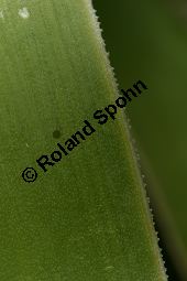 Riesen-Palmlilie, Yucca elephantipes Kauf von 06552_yucca_elephantipes_img_3985.jpg