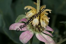 Punktierte Indianernessel, Punktierte Monarde, Monarda punctata Kauf von 06554_monarda_punctata_img_3943.jpg