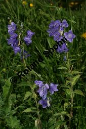 Rautenblättrige Glockenblume, Campanula rhomboidalis Kauf von 06557_campanula_rhomboidalis_img_3870.jpg