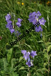 Rautenblttrige Glockenblume, Campanula rhomboidalis Kauf von 06557_campanula_rhomboidalis_img_3871.jpg