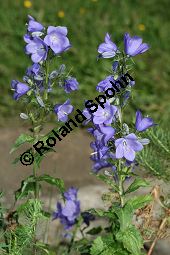 Rautenblttrige Glockenblume, Campanula rhomboidalis Kauf von 06557_campanula_rhomboidalis_img_3872.jpg