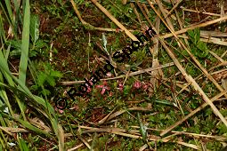 Kleinfrchtige Moosbeere, Vaccinium microcarpum, Oxycoccus microcarpus Kauf von 06564_vaccinium_microcarpum_img_3142.jpg