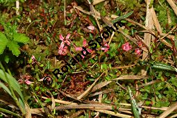 Kleinfrchtige Moosbeere, Vaccinium microcarpum, Oxycoccus microcarpus Kauf von 06564_vaccinium_microcarpum_img_3143.jpg