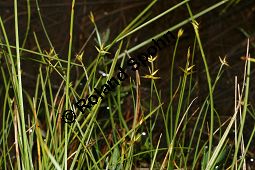 Wenigblütige Segge, Carex pauciflora Kauf von 06565_carex_pauciflora_img_3150.jpg