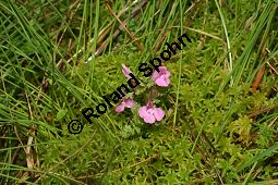 Sumpf-Lusekraut, Pedicularis palustris und Eriophorum angustifolium, Schmalblttriges Wollgras Kauf von 06568_pedicularis_palustris_img_3157.jpg