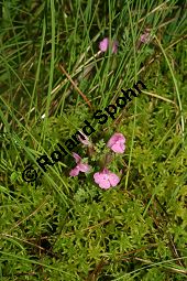 Sumpf-Lusekraut, Pedicularis palustris und Eriophorum angustifolium, Schmalblttriges Wollgras Kauf von 06568_pedicularis_palustris_img_3158.jpg