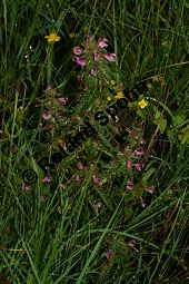 Sumpf-Lusekraut, Pedicularis palustris und Eriophorum angustifolium, Schmalblttriges Wollgras Kauf von 06568_pedicularis_palustris_img_3168.jpg
