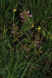 Sumpf-Läusekraut, Pedicularis palustris und Eriophorum angustifolium, Schmalblättriges Wollgras Kauf von 06568_pedicularis_palustris_img_3168.jpg