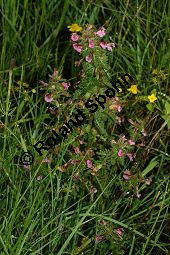 Sumpf-Lusekraut, Pedicularis palustris und Eriophorum angustifolium, Schmalblttriges Wollgras Kauf von 06568_pedicularis_palustris_img_3169.jpg